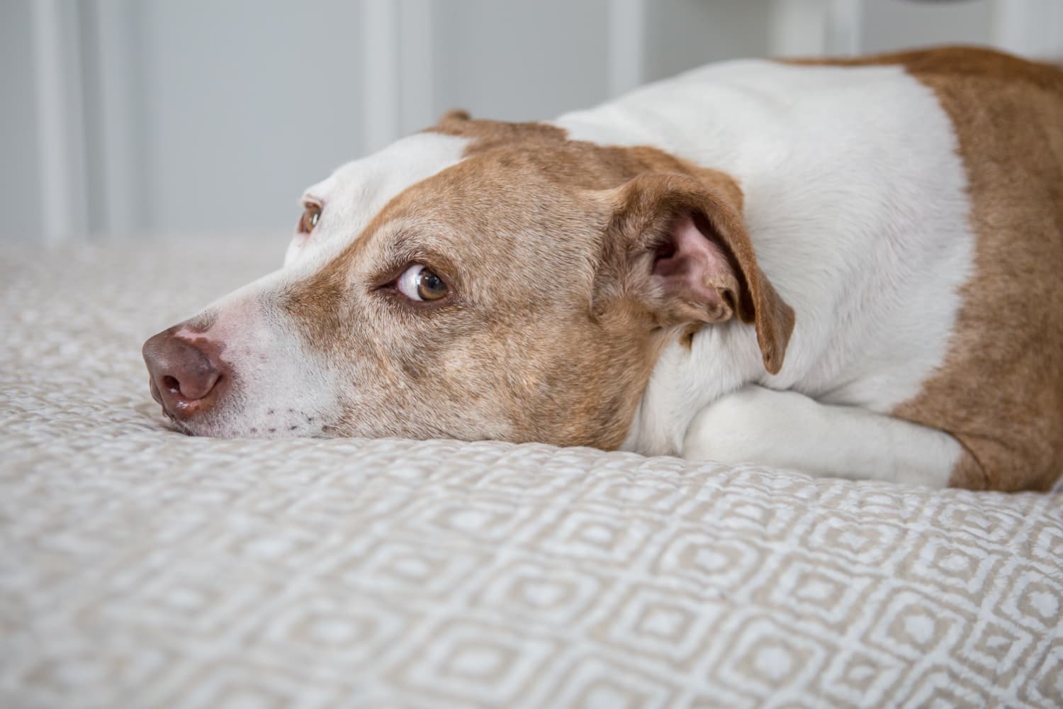 8 Best Kibble Alternatives for Dogs in 2024, According to Vets The Kitchn